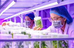 内蒙古乌兰察布：新品马铃薯助农增收