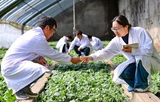 内蒙古乌兰察布：新品马铃薯助农增收