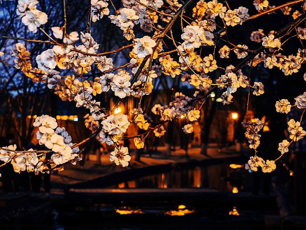 北京：桃花朵朵点亮三里河夜色