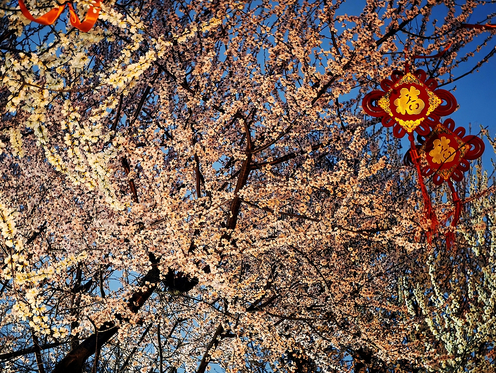 北京：桃花朵朵点亮三里河夜色