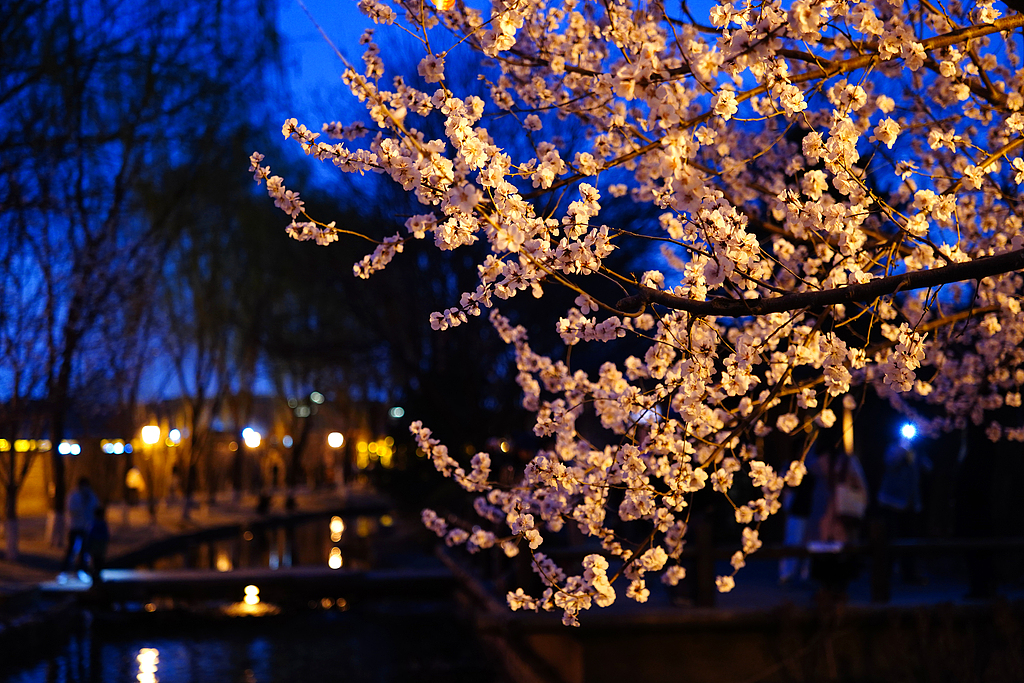 北京：桃花朵朵点亮三里河夜色