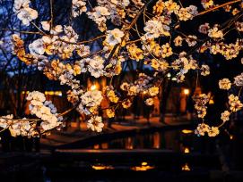 北京：桃花朵朵点亮三里河夜色