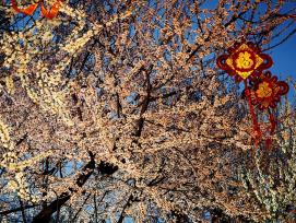 北京：桃花朵朵点亮三里河夜色