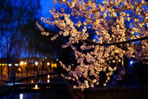北京：桃花朵朵点亮三里河夜色