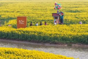 江苏高邮“湖上花海”展春日胜景