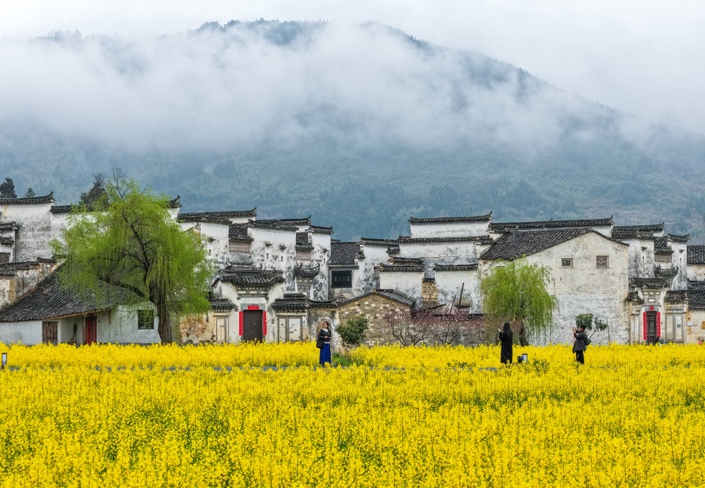 安徽黄山：黟县油菜花海引客来