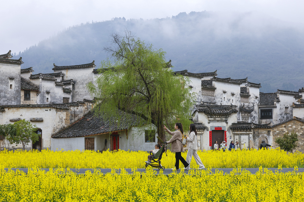 安徽黄山：黟县油菜花海引客来