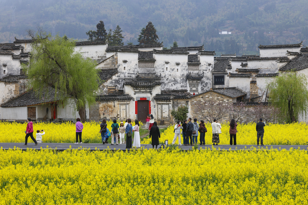 安徽黄山：黟县油菜花海引客来