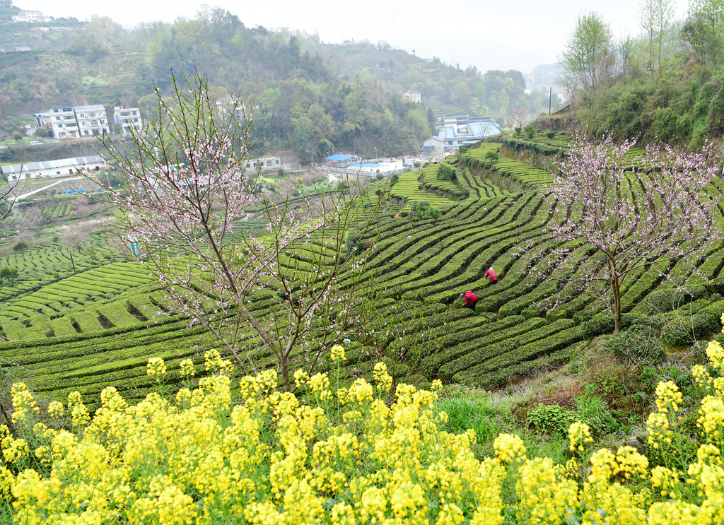 湖北宜昌：茶农抢采春茶供应市场