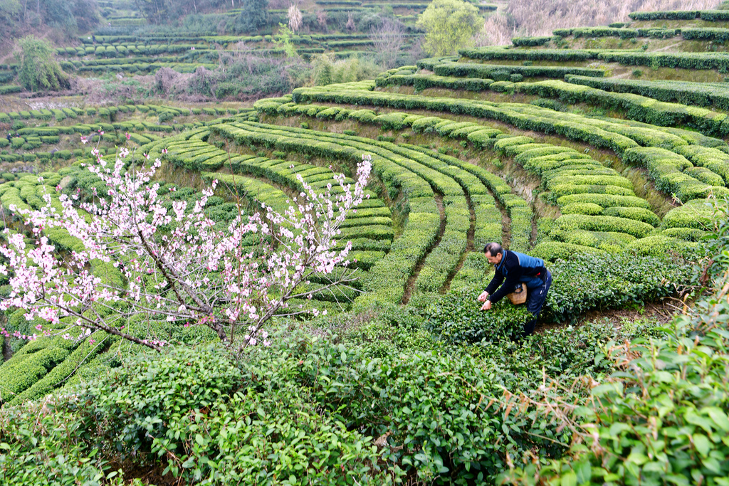 湖北宜昌：茶农抢采春茶供应市场