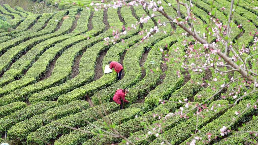 湖北宜昌：茶农抢采春茶供应市场