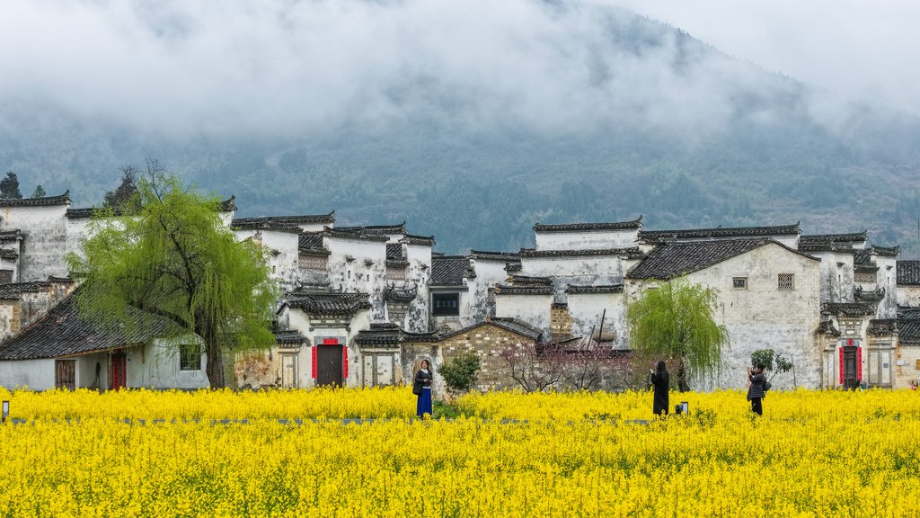 安徽黄山：黟县油菜花海引客来
