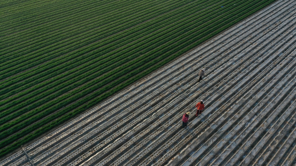 河南安阳：农民抢抓农时开展春耕作业