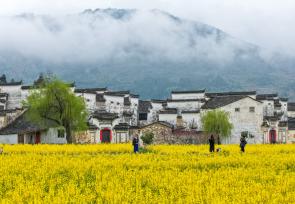 安徽黄山：黟县油菜花海引客来