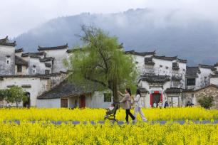 安徽黄山：黟县油菜花海引客来