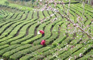 湖北宜昌：茶农抢采春茶供应市场