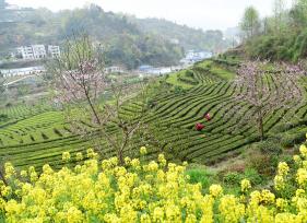 湖北宜昌：茶农抢采春茶供应市场