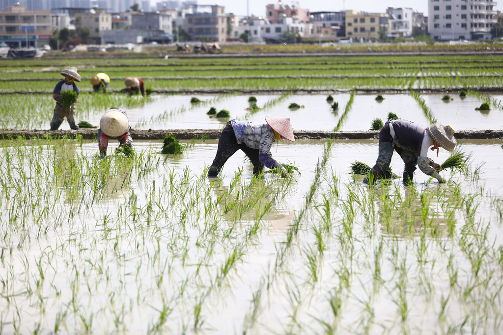 海南三亚：农民田间插秧劳作