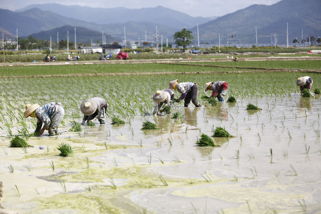 海南三亚：农民田间插秧劳作