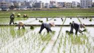 海南三亚：农民田间插秧劳作