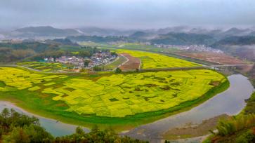 浙江杭州：油菜花海扮靓美丽乡村