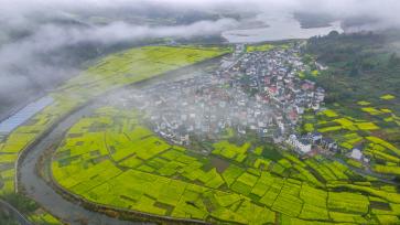 浙江杭州：油菜花海扮靓美丽乡村