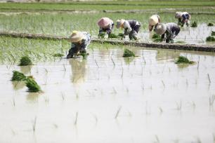 海南三亚：农民田间插秧劳作