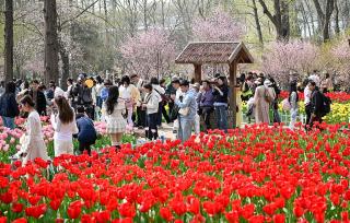 南京：游客游园赏花享春光