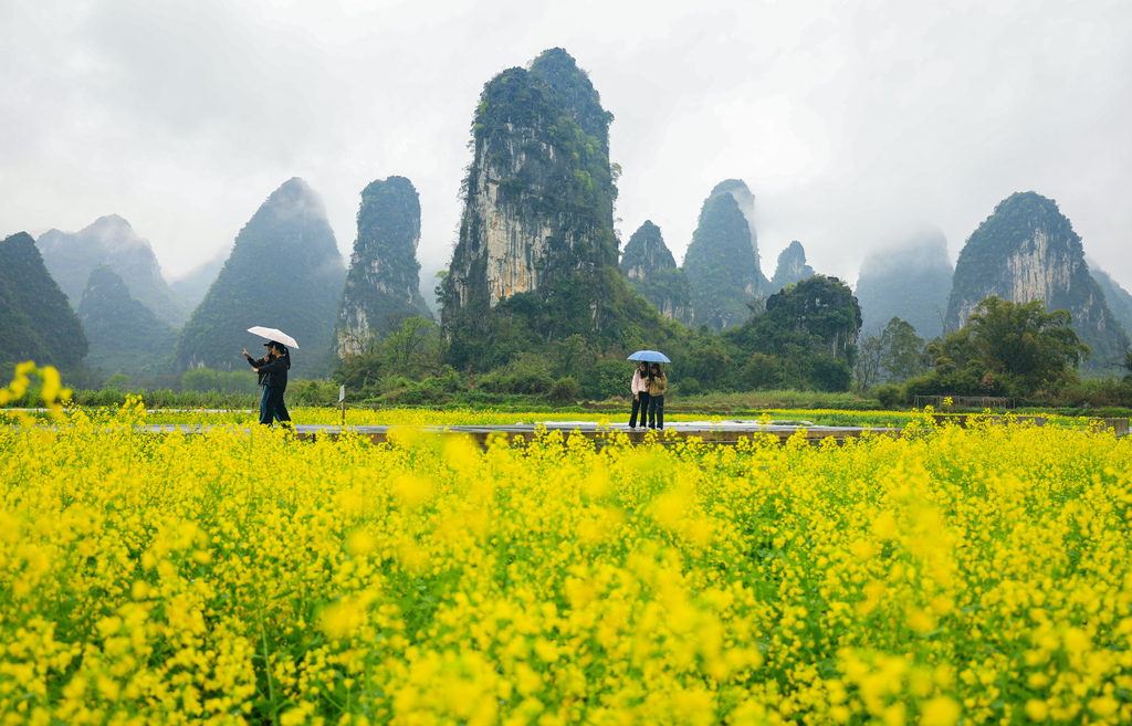 广西桂林：游客峰林下田间踏青
