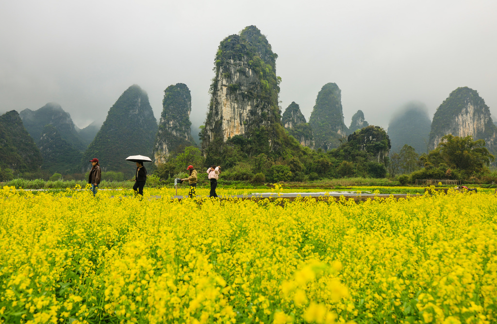 广西桂林：游客峰林下田间踏青