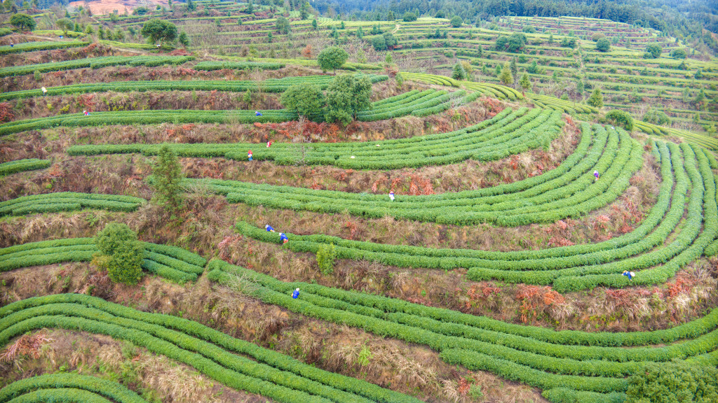 贵州黔东南：采茶工茶园采春茶