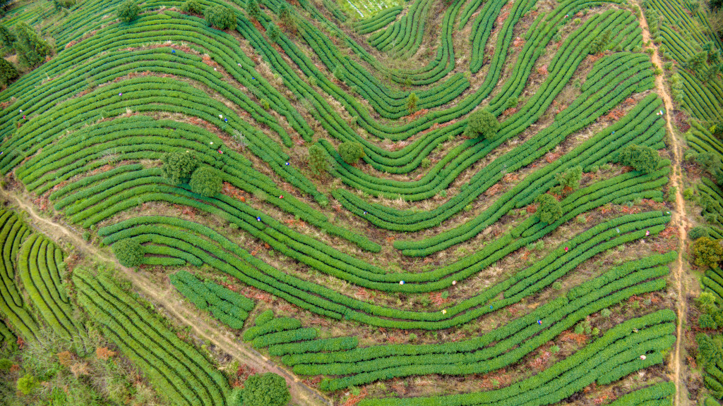 贵州黔东南：采茶工茶园采春茶
