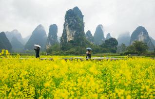 广西桂林：游客峰林下田间踏青