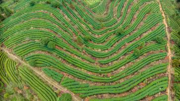 贵州黔东南：采茶工茶园采春茶