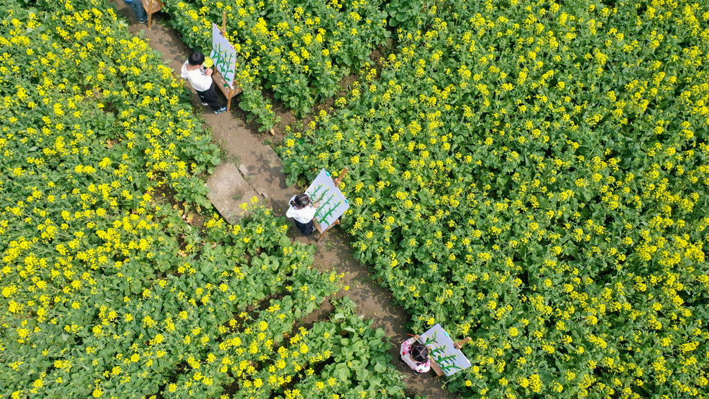 江苏南通：儿童油菜花田描绘春光