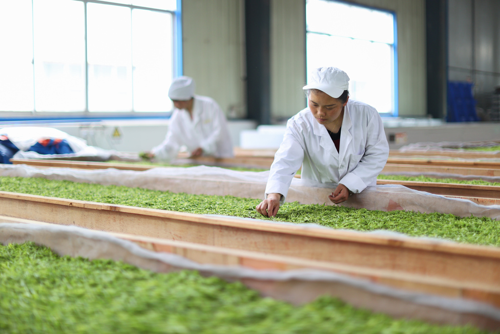 贵州黔东南：茶农抢抓时节赶制明前茶