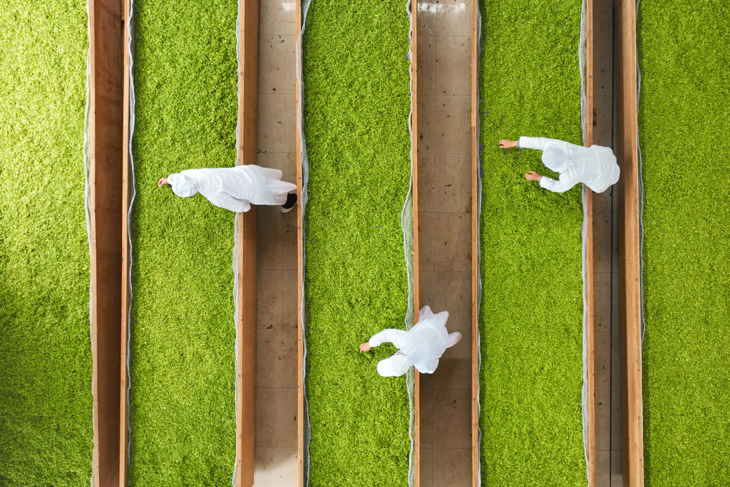 贵州黔东南：茶农抢抓时节赶制明前茶