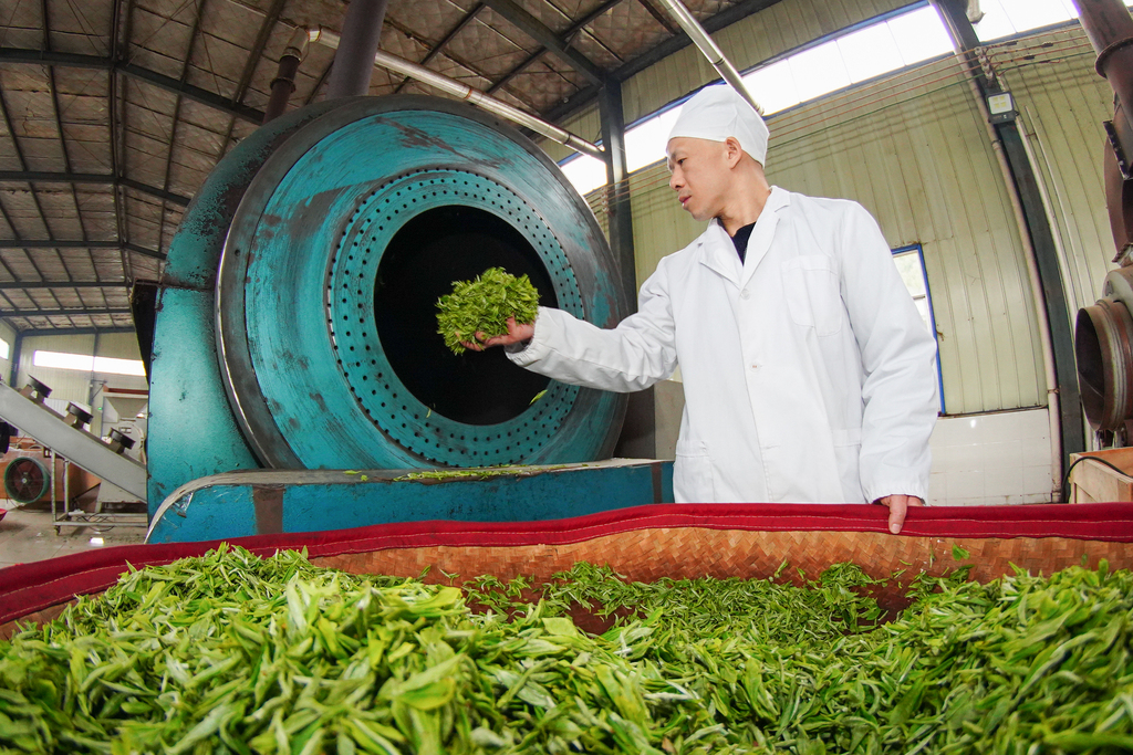 贵州黔东南：茶农抢抓时节赶制明前茶