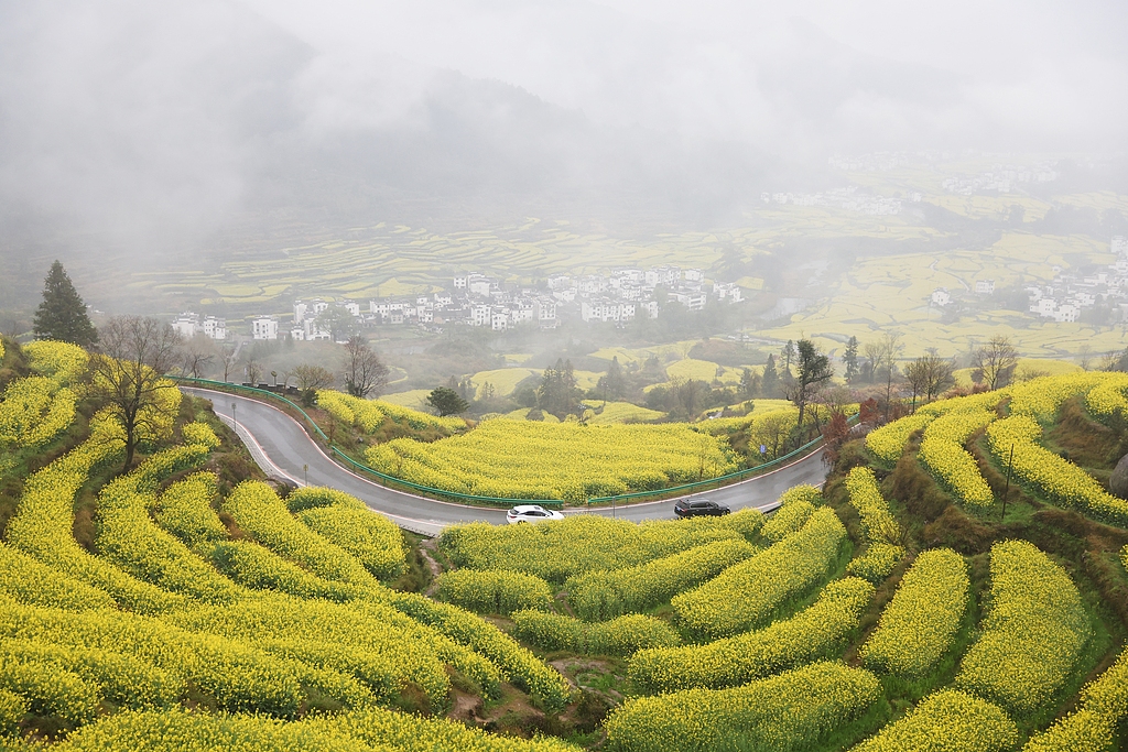 江西婺源：油菜花进入最佳观赏期