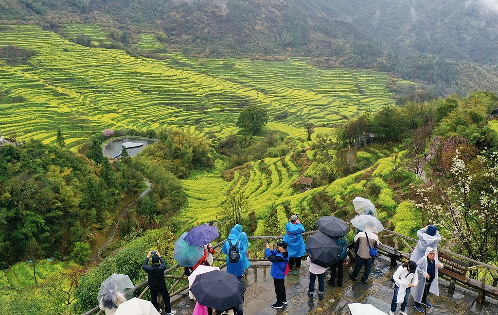 江西婺源：油菜花进入最佳观赏期