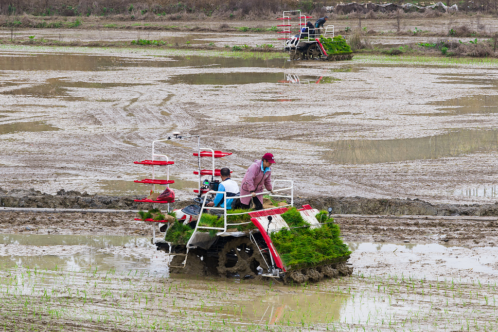 湖南永州：农民驾驶插秧机移栽早稻