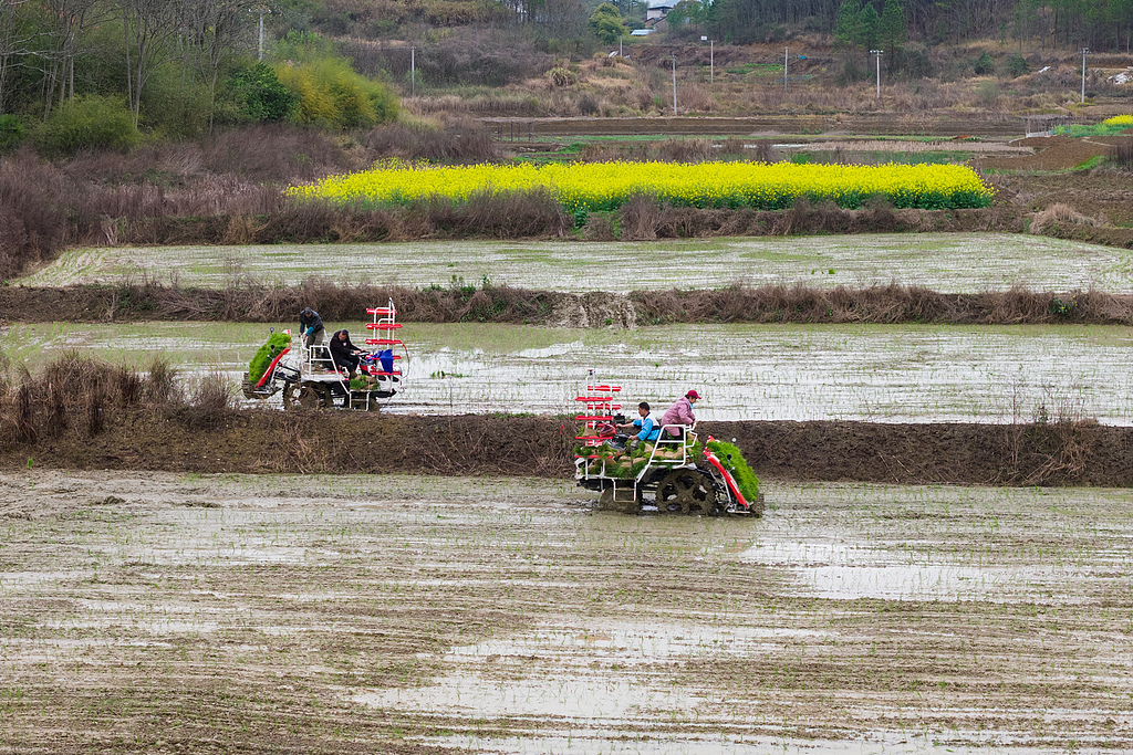湖南永州：农民驾驶插秧机移栽早稻