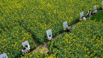 江苏南通：儿童油菜花田描绘春光