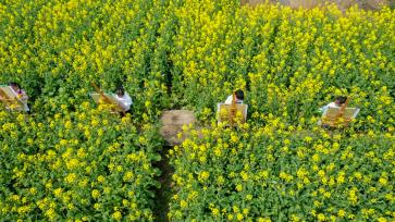 江苏南通：儿童油菜花田描绘春光