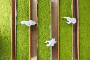 贵州黔东南：茶农抢抓时节赶制明前茶