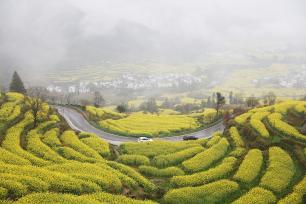 江西婺源：油菜花进入最佳观赏期