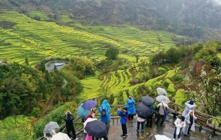 江西婺源：油菜花进入最佳观赏期