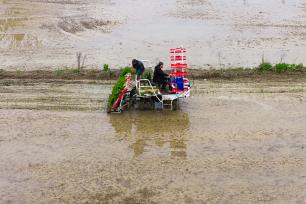 湖南永州：农民驾驶插秧机移栽早稻