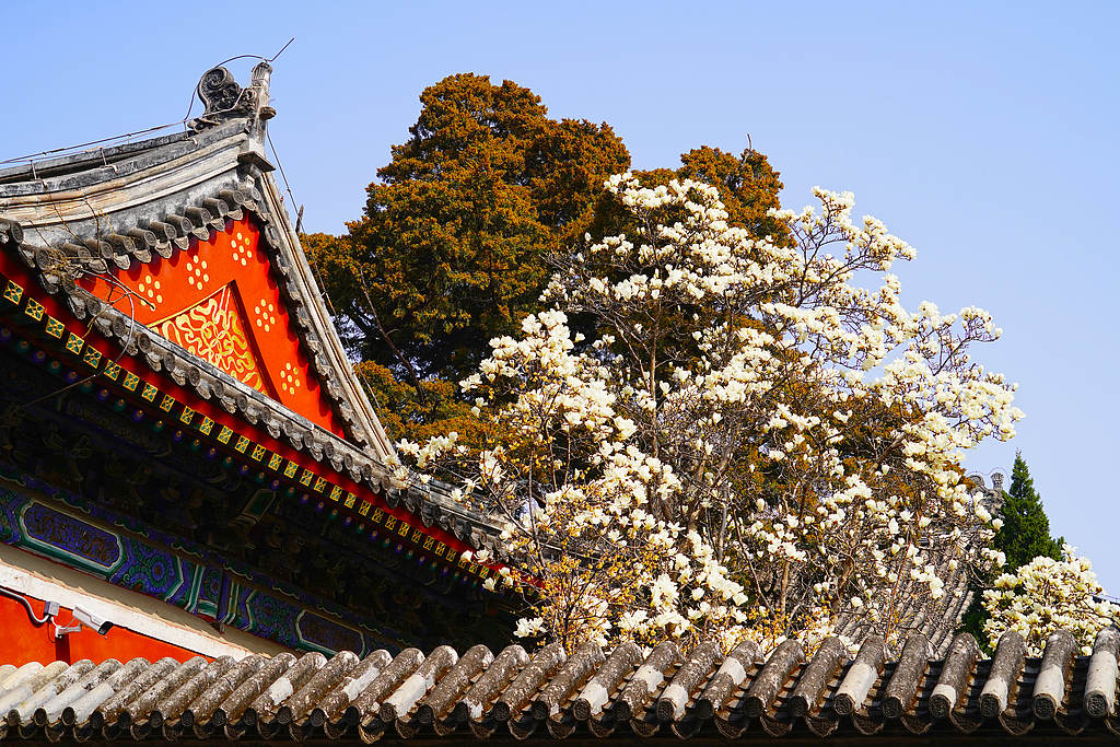 北京：万寿寺内玉兰花盛开 古刹春意盎然