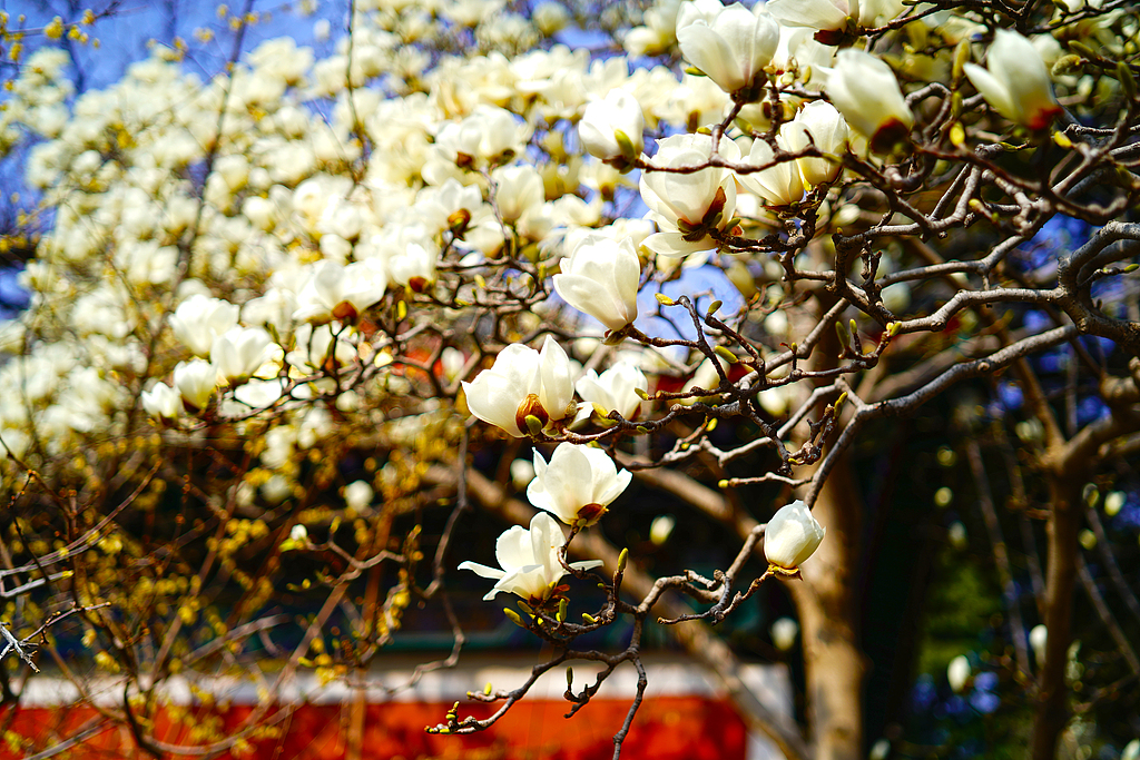 北京：万寿寺内玉兰花盛开 古刹春意盎然